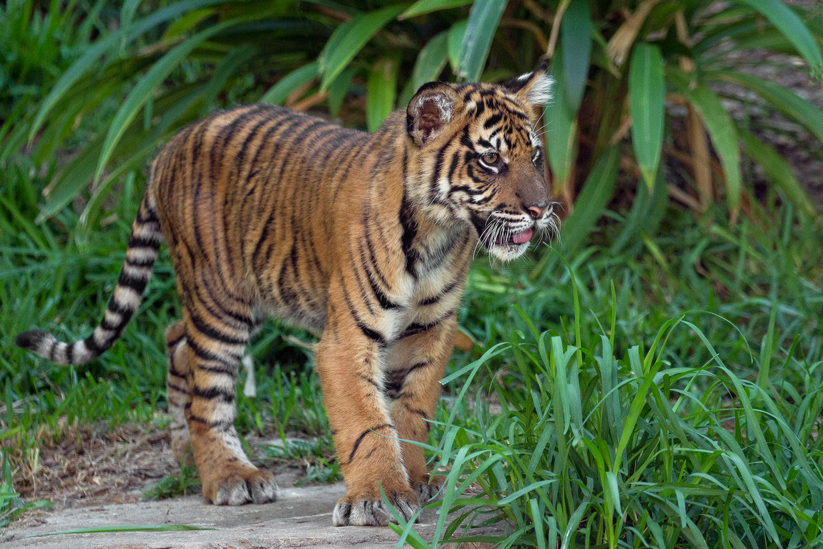 Endangered tiger cubs officially named at San Diego Zoo Safari