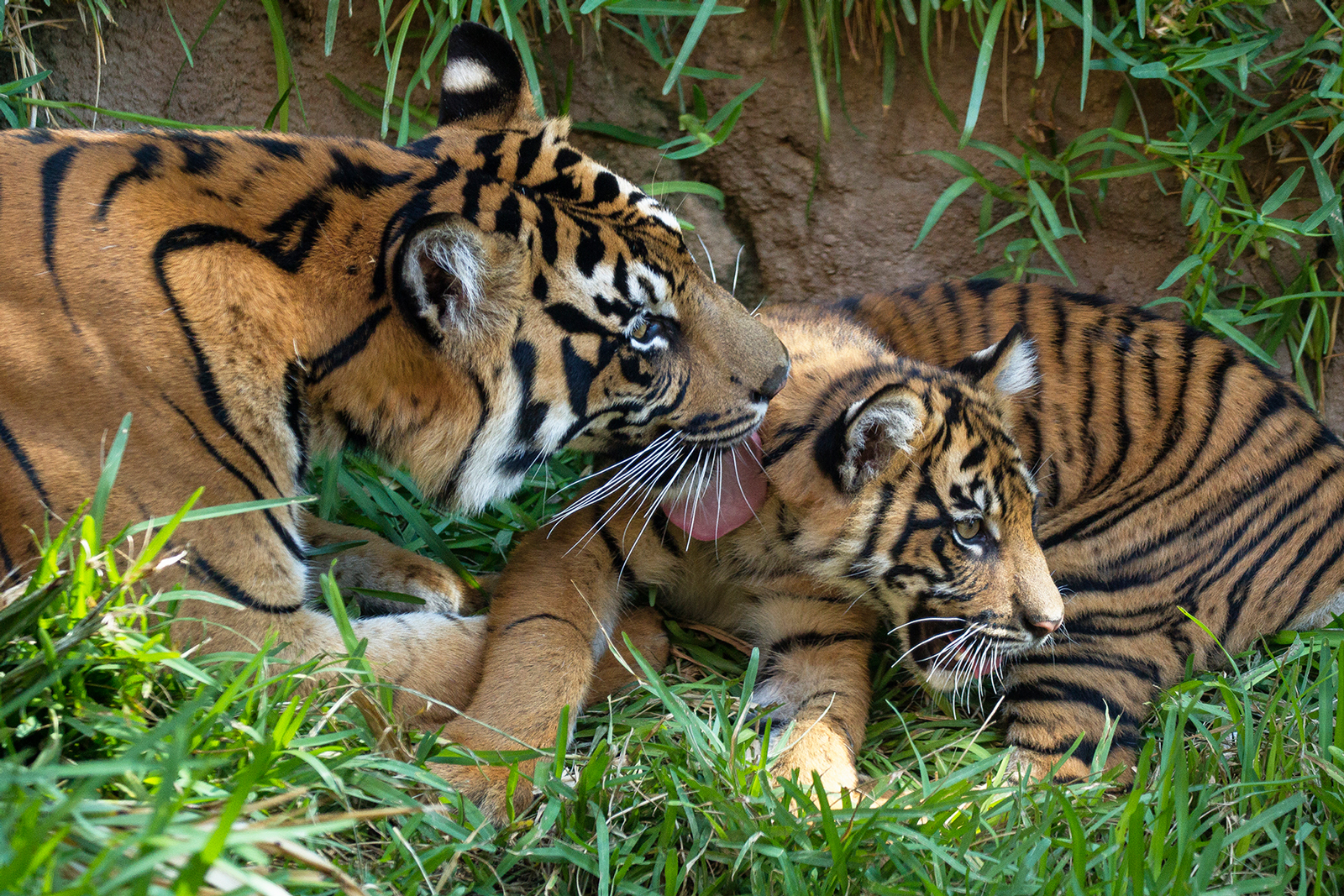 Tiger Cubs Explore New Habitat at the San Diego Zoo Safari Park