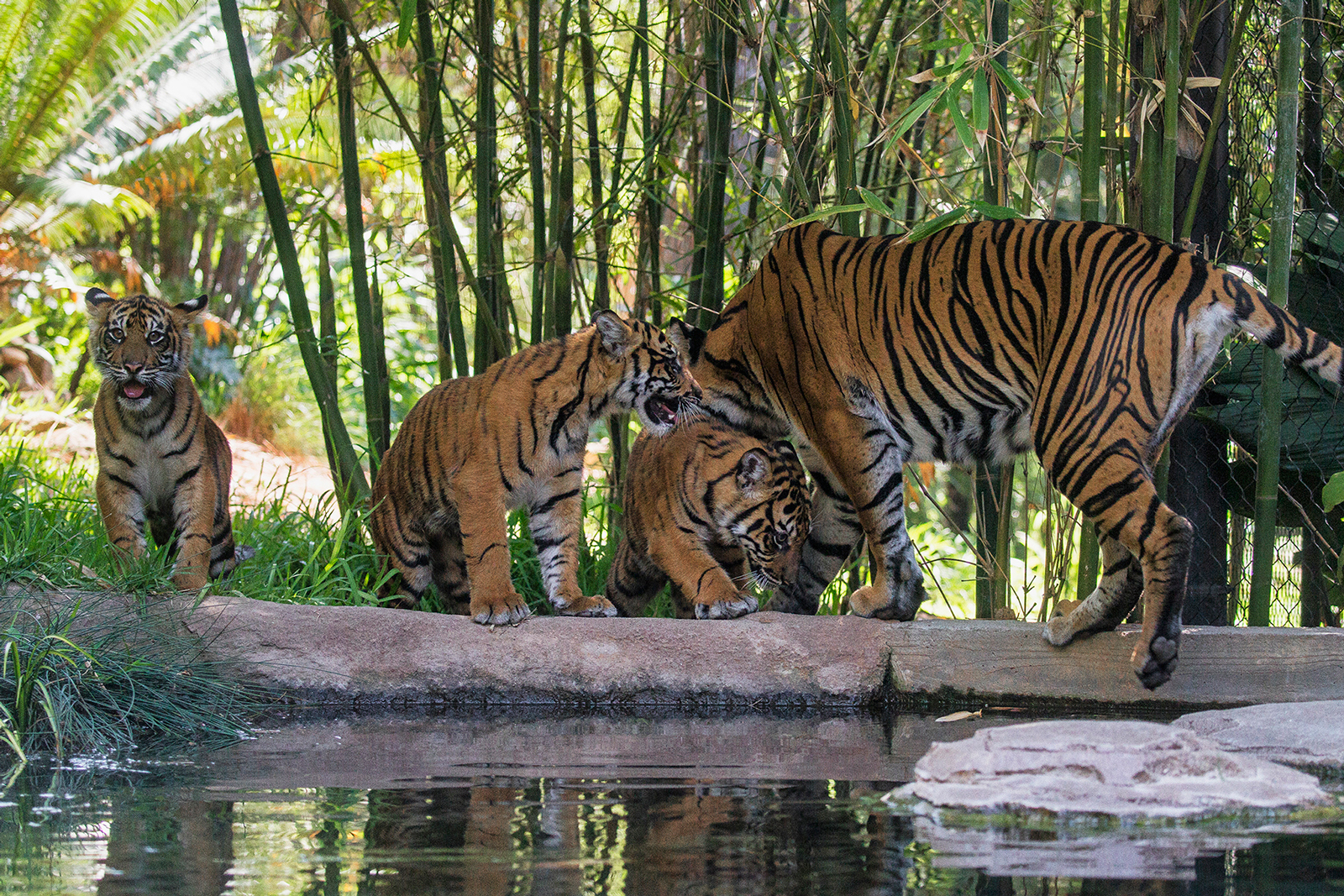 San Diego Safari Park Breaks Ground On 5-Acre Tiger Habitat