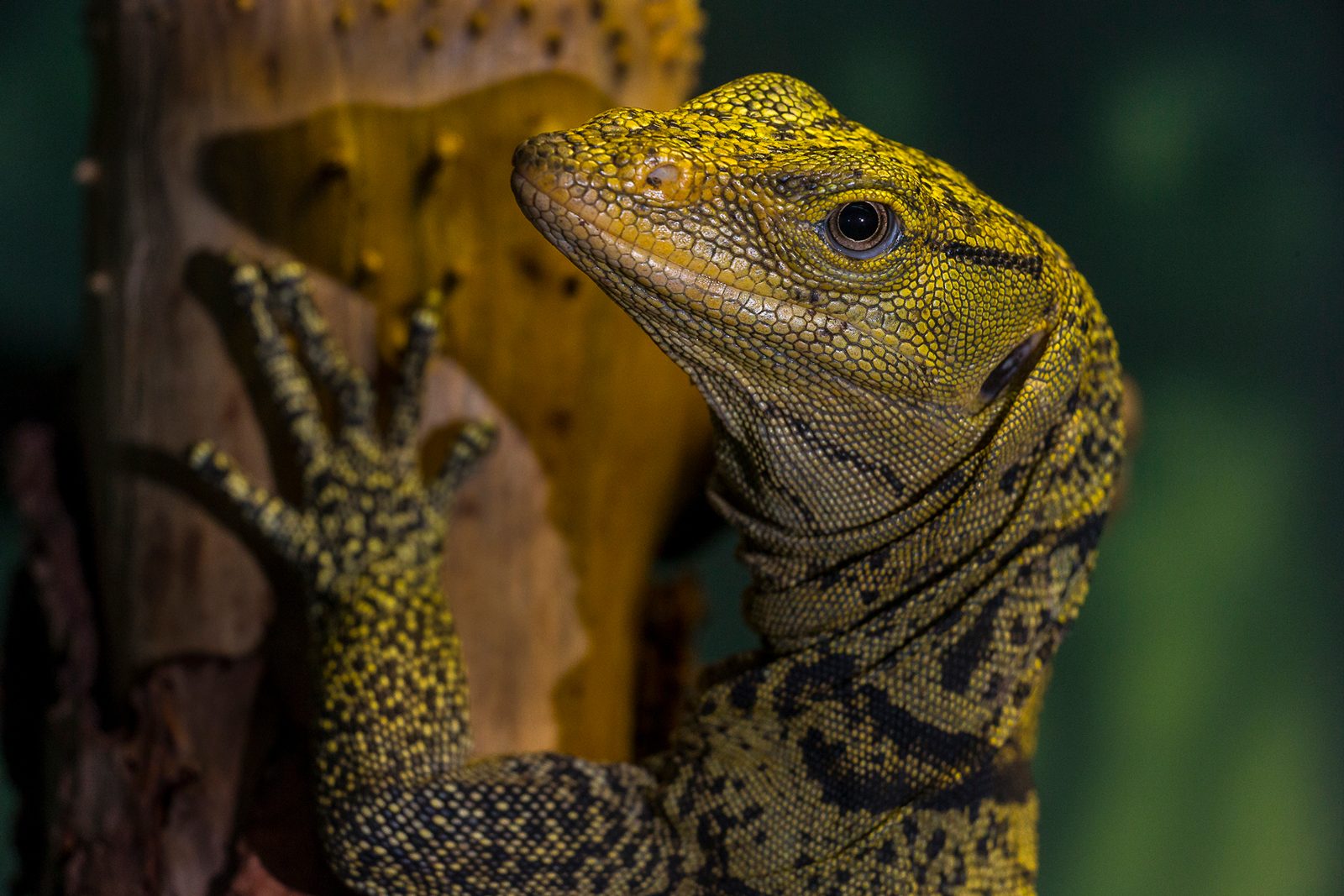 Rare Monitor Lizard Now on Exhibit at the San Diego Zoo