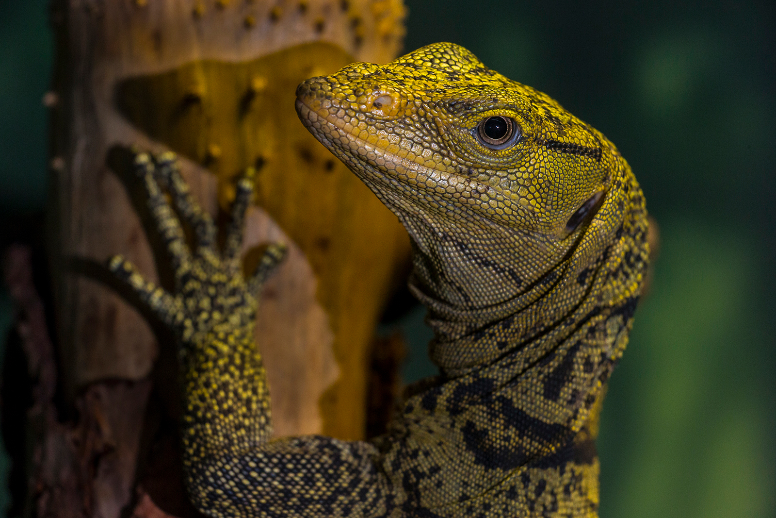 monitor lizard