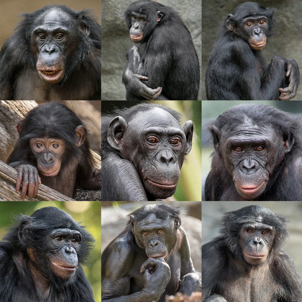 THAT’S THE WAY THEY ALL BECAME OUR BONOBO BUNCH (CLICK TO ENLARGE) Top row, from left: Lisa, Vic, and Maddie. Middle row, from left: Belle, Loretta, and Kali. Bottom row, from left: Mali, Erin, and Makasi.