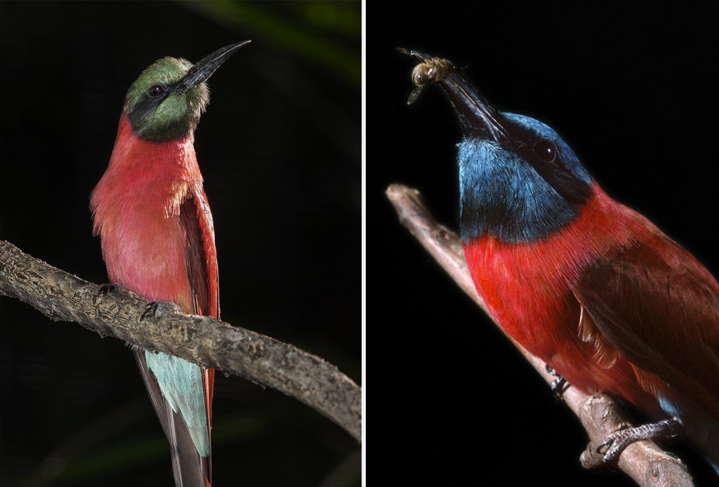 INNOVATIVE HUNTERS Native to central and southern Africa, carmine bee-eaters Merops nubicus often hunt insects from the backs of antelope, zebras, warthogs, storks, and other animals.