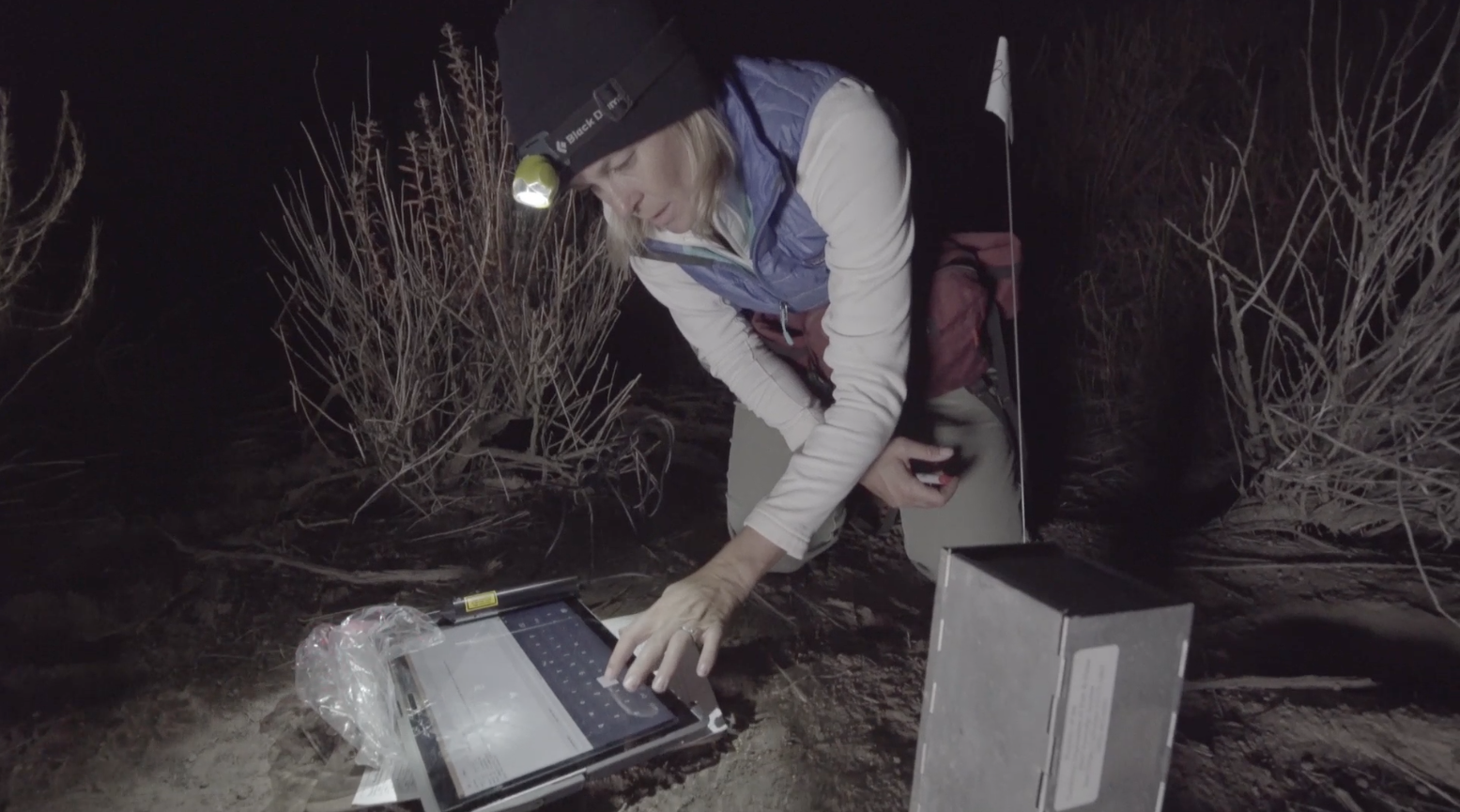 San Diego Zoo Global Staff Check Health of Pacific Pocket Mice, One Month After Release at Laguna Coast Wilderness Park