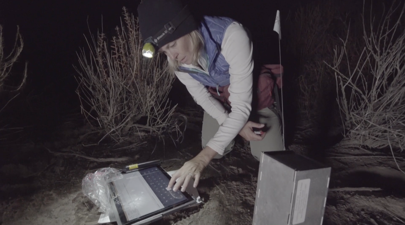 San Diego Zoo Global Staff Check Health of Pacific Pocket Mice,  One Month After Release at Laguna Coast Wilderness Park