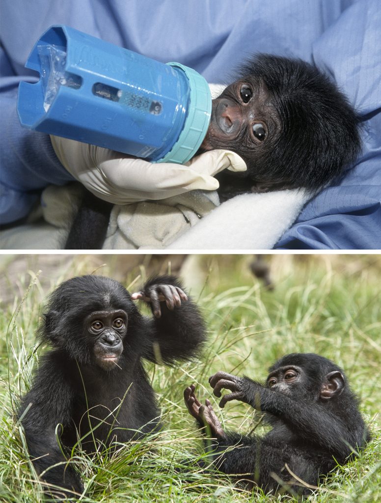 TIMES CHANGE Makasi (left) was raised in the Zoo nursery. Mali (right, with a friend) was raised in the bonobo bedrooms and introduced to other bonobos at a young age.