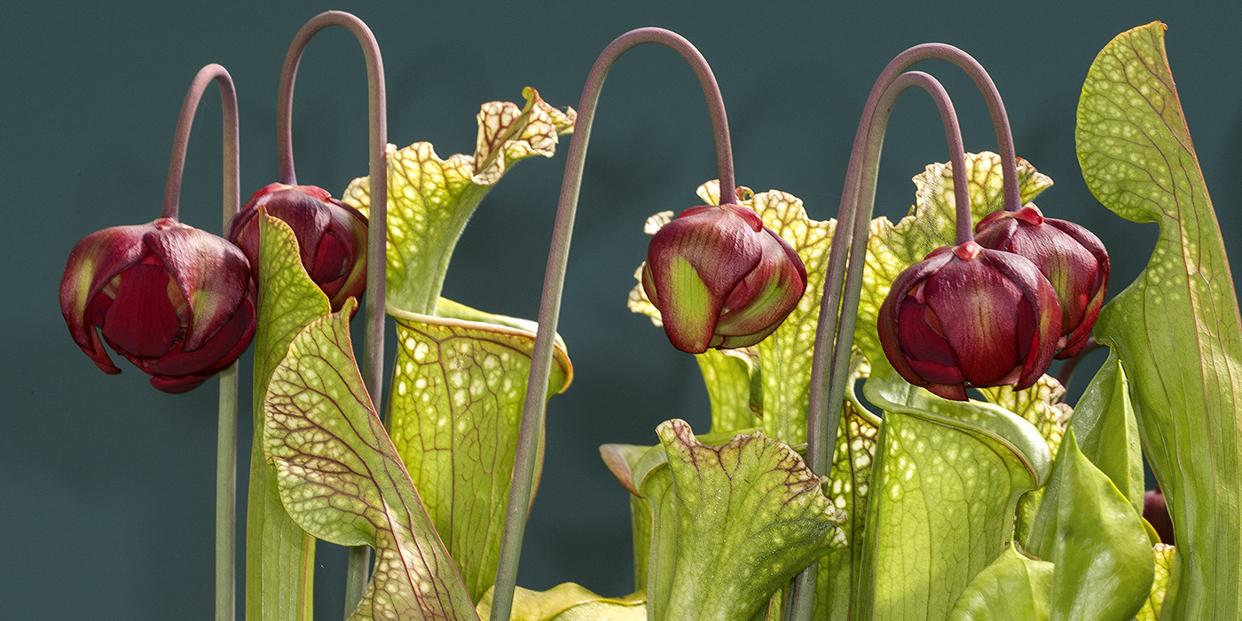 Venus Flytrap  San Diego Zoo Animals & Plants