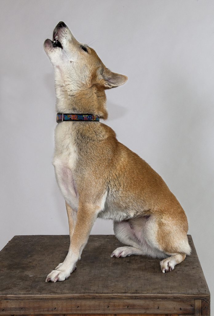 YODEL-AY-DEE-OOOO New Guinea singing dogs, like the Zoo’s animal ambassador Montana, communicate with a melodious howl that sounds very much like a yodel.