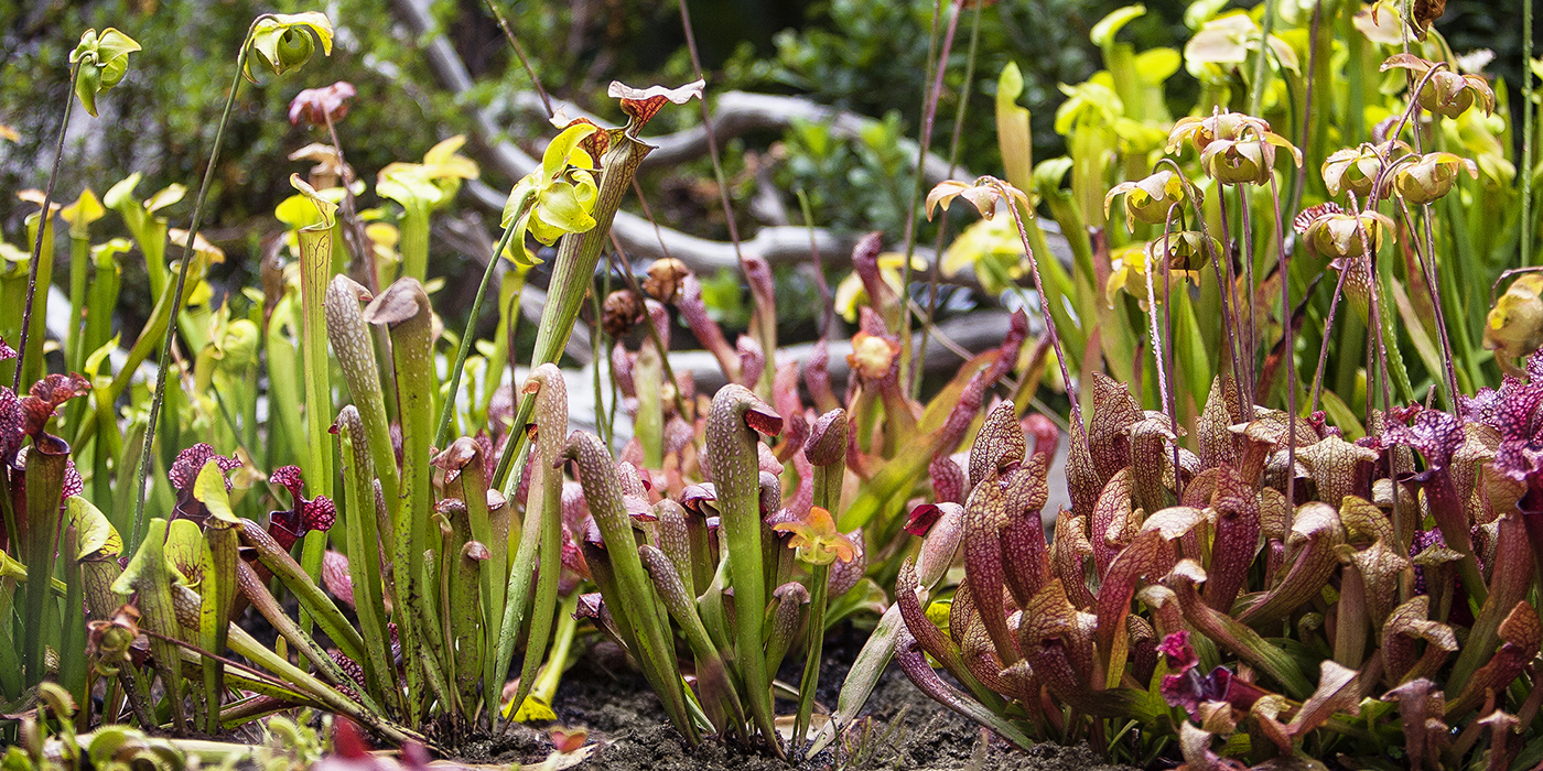 Venus Flytrap  San Diego Zoo Animals & Plants