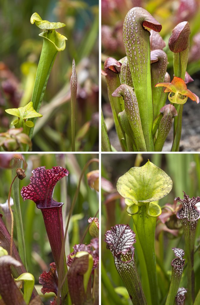 PITCHERS ARE CATCHERS Pitcher plants use a lethal combination of color, nectar, and potent elixir to attract, disable, and consume their prey.