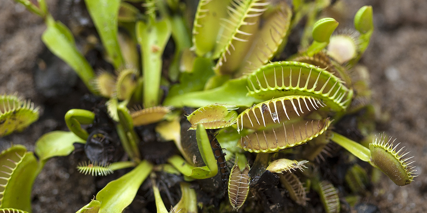 Venus Flytrap  San Diego Zoo Animals & Plants