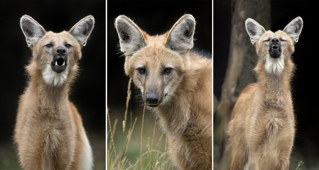 NOW HEAR THIS Maned wolves have three very different vocalizations—a high-pitched whine they often use as a greeting, a protective growl, and a deep single bark, often used at dusk.