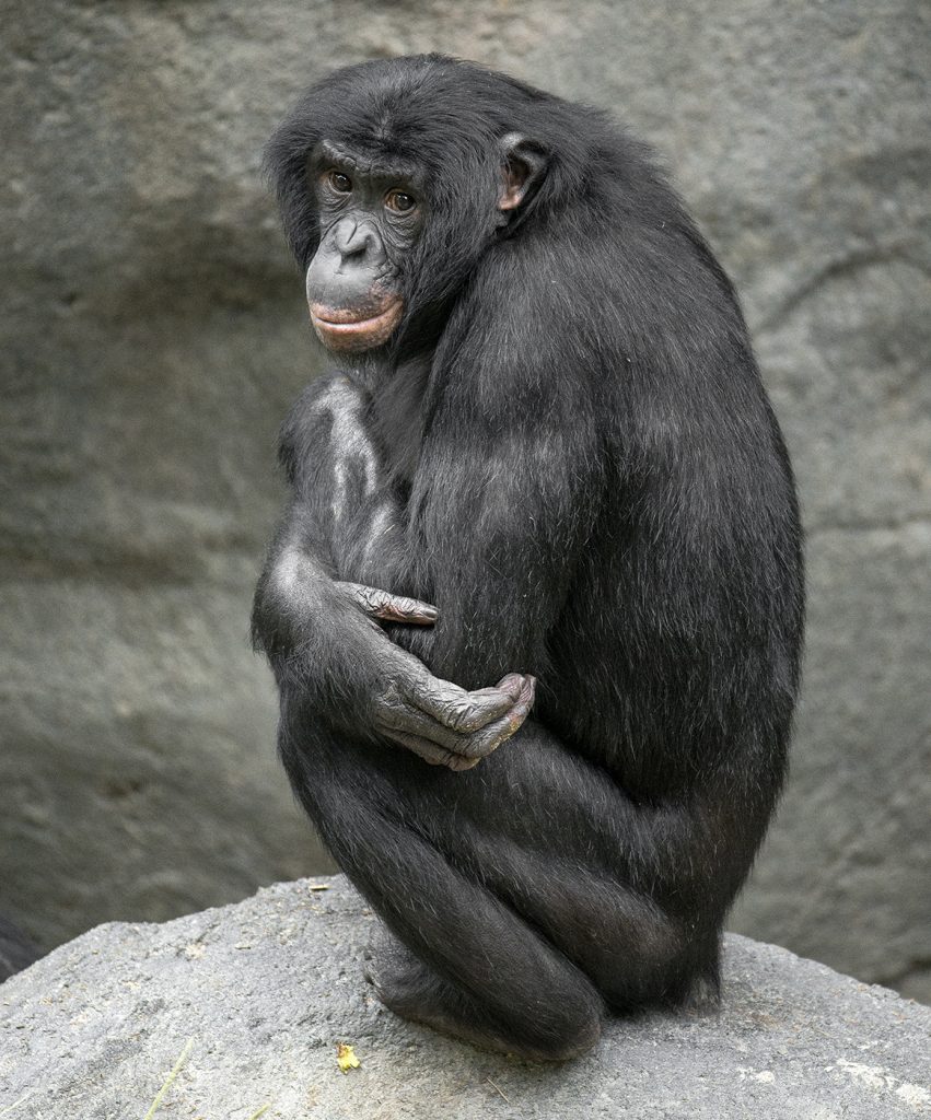 ZOO MATCH DOT COM Bonobo Vic (this photo) is a genetically good match for Loretta (preceding photo).