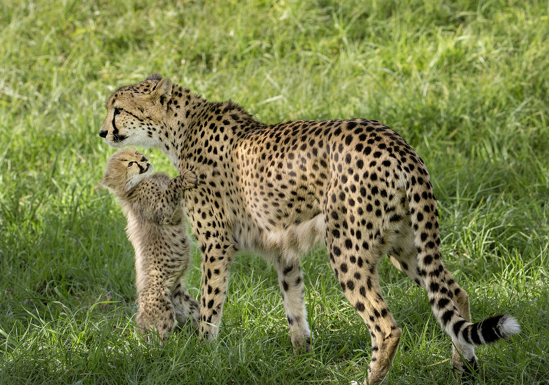 YOU’RE IT Addison is extraordinarily patient with her playful cubs, even when they’re practicing sneak attack strategies.