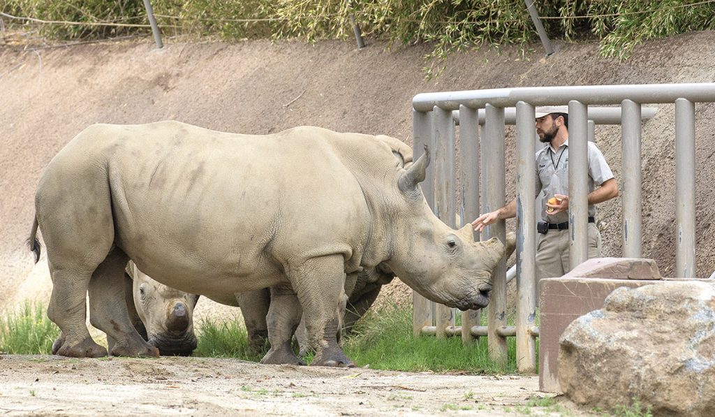 A STRONG FOUNDATION Keepers work with the rhinos daily to establish a bond of trust.