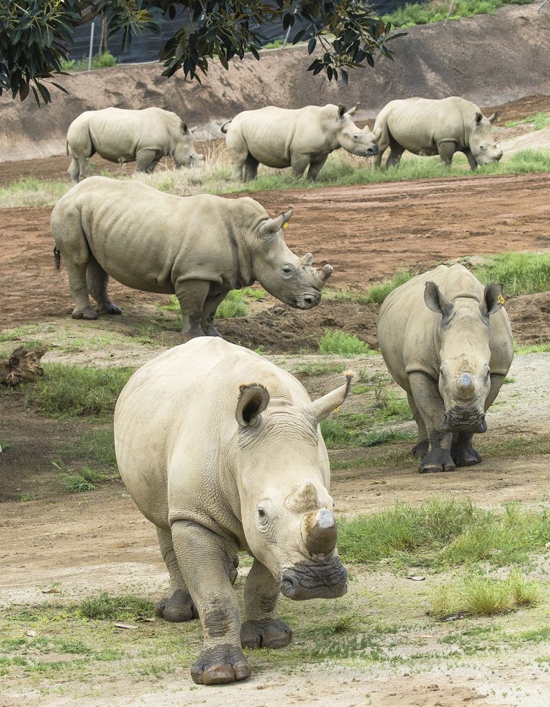 SETTLED IN SAN DIEGO The six female rhinos brought to the US to serve as surrogate mothers quickly became comfortable with their new home.
