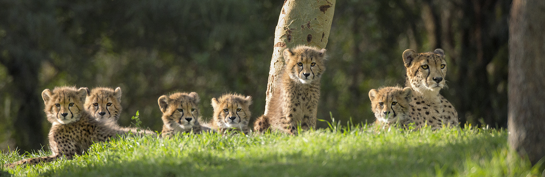GET AN EYEFUL With six fast, feisty cheetah cubs, mom Addison has a lot to keep track of. The cubs are also doing a lot of watching, as their Okavango Outpost exhibit area provides a commanding view of rhinos, giraffes, and other animals in East Africa.