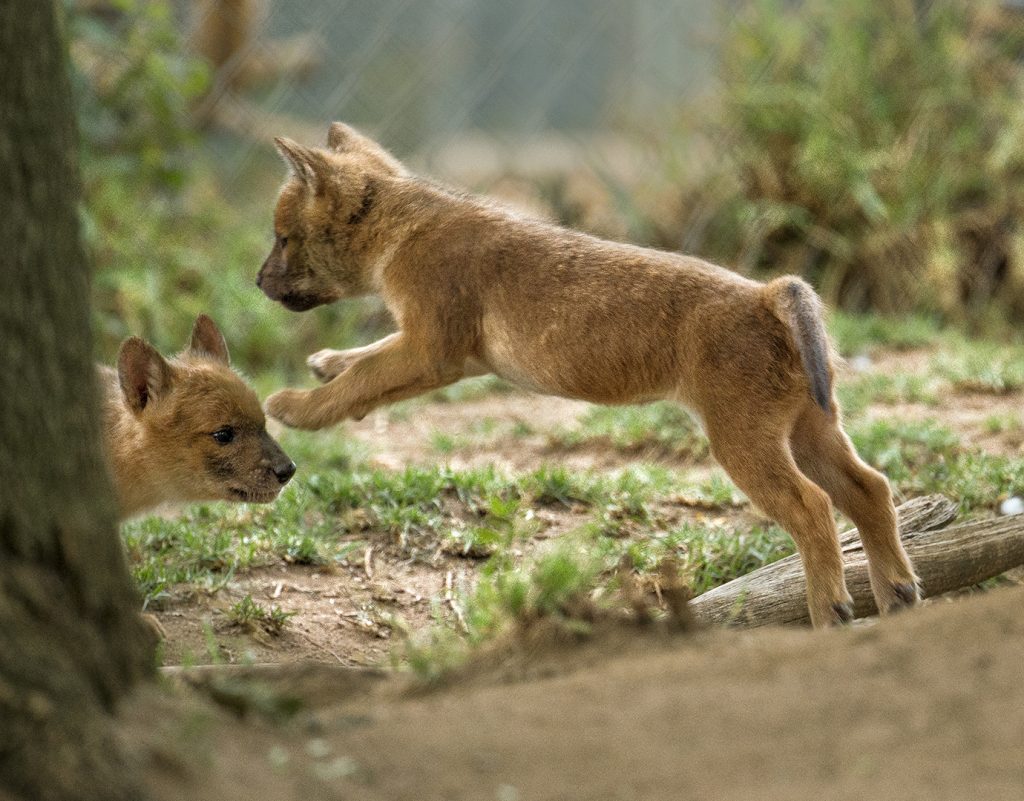 LET’S PLAY While dholes differ from domesticated dogs in many ways, one thing they have in common is that they love to play—with siblings, with sticks, or in a pool of water.
