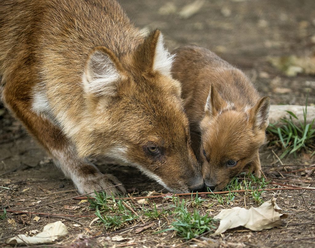 NOT REALLY A KISS Dhole pups engage in “food-begging” behavior, licking at an adult’s mouth to show that they’re hungry.