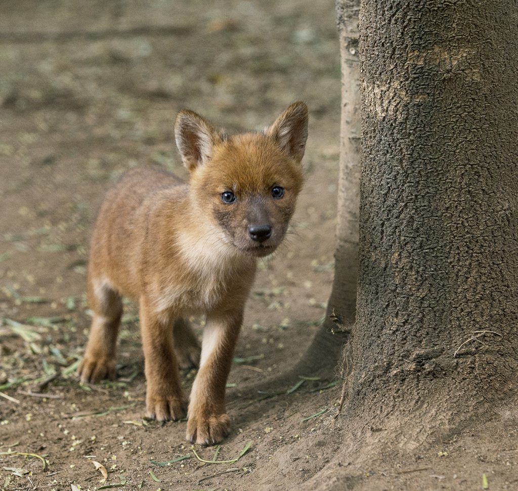 WHAT’S THAT? Even as pups, dholes are wary of anyone they haven’t seen before or anything unusual in their surroundings.