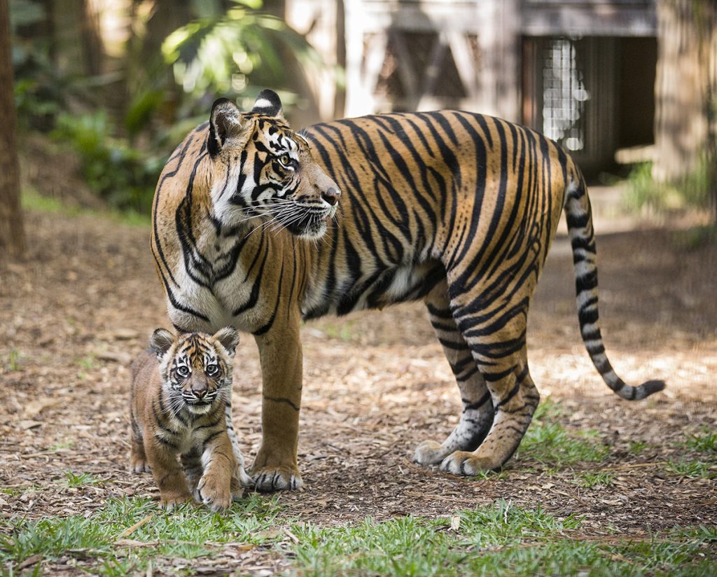 21 Terrific Tiger Facts – San Diego Zoo Wildlife Alliance Stories