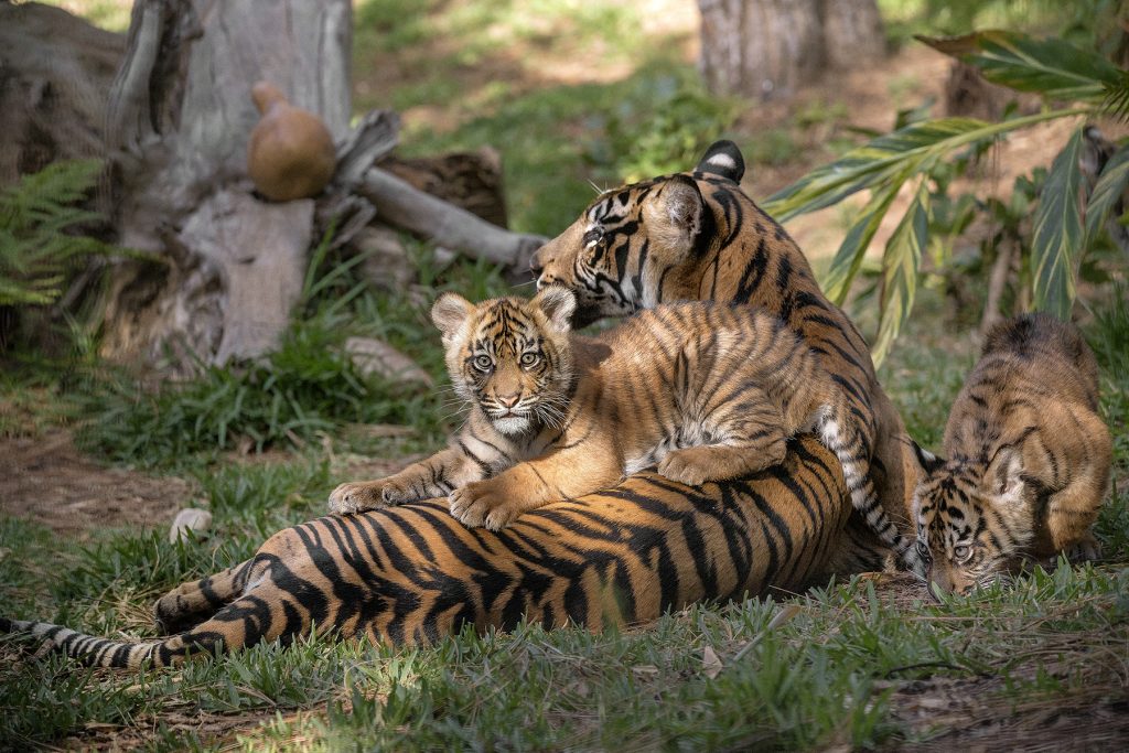 STICKING CLOSE TO MOM Although Sumatran tigers are a solitary species as adults, Joanne’s cubs are very social right now—and they stick close to her as they learn behaviors and gain physical abilities they will need when they grow up.
