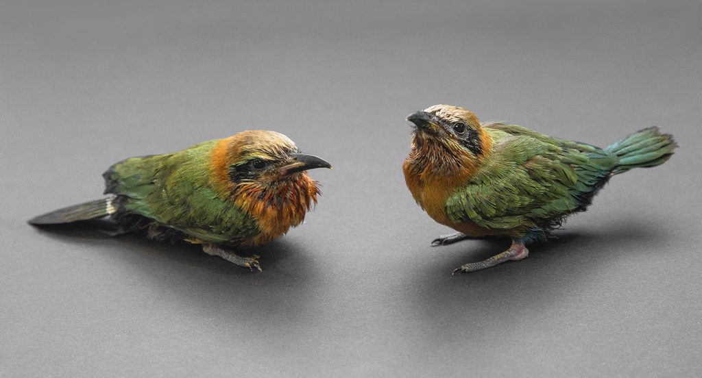PRIDE AND JOY The San Diego Zoo Safari Park has hatched more than 100 white-fronted bee-eaters, including these two chicks from the 2016 generation.