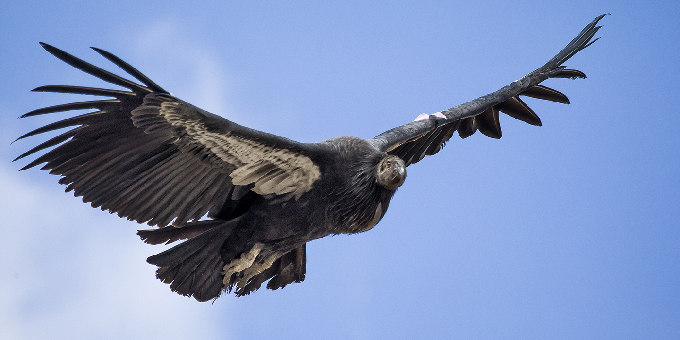 8 Wow-some Wonders About Vultures – San Diego Zoo Wildlife Alliance Stories