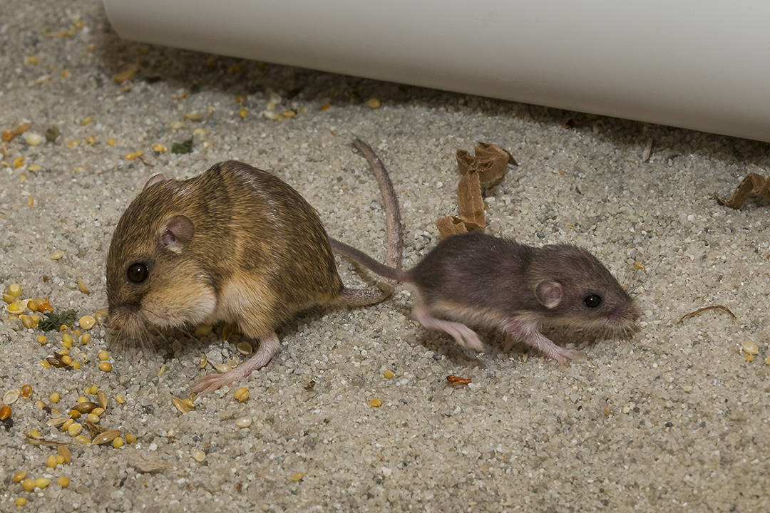 San Diego Zoo Global Achieves Milestone in Pacific Pocket Mouse Recovery Program