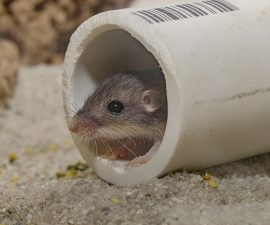 San Diego Zoo Global Achieves Milestone in Pacific Pocket Mouse Recovery Program