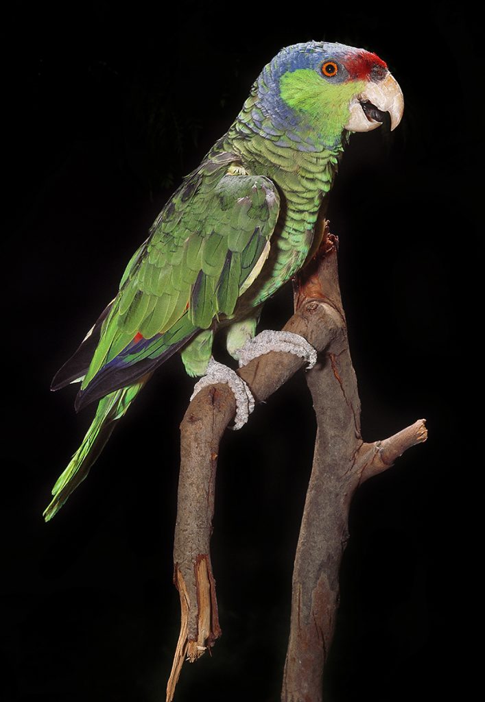 AVIAN ADVERSITY Birds, like this lilac-crowned parrot, are brutally captured, “packaged,” and smuggled to be sold in pet shops or online. Few survive the journey.
