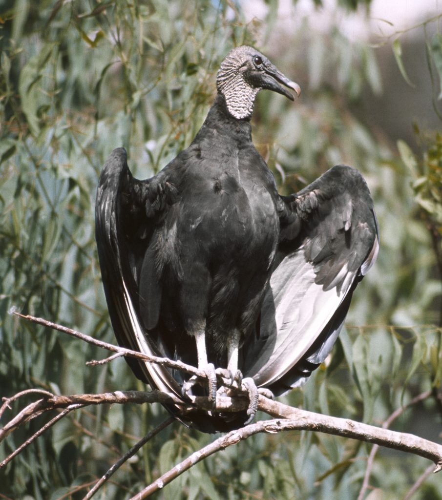 HEADER HERE The American black vulture patrols highways for easy roadkill meals, but can also fall victim to vehicle strikes.