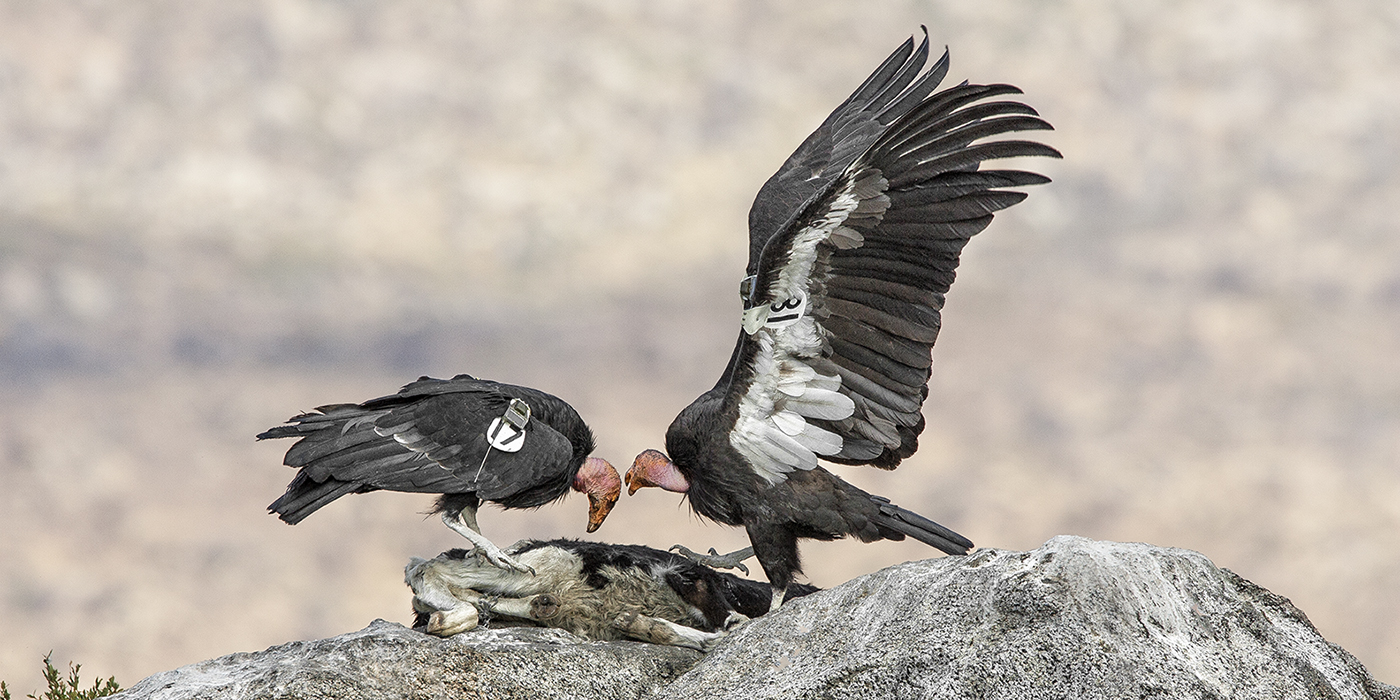 Endangered vultures hatch in captivity in India - The San Diego  Union-Tribune