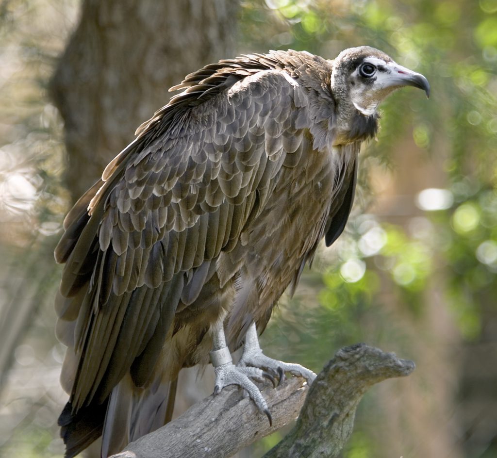 HEADER HERE Hooded vultures are smaller than other African vultures and soar higher than most, often spotting a carcass first.