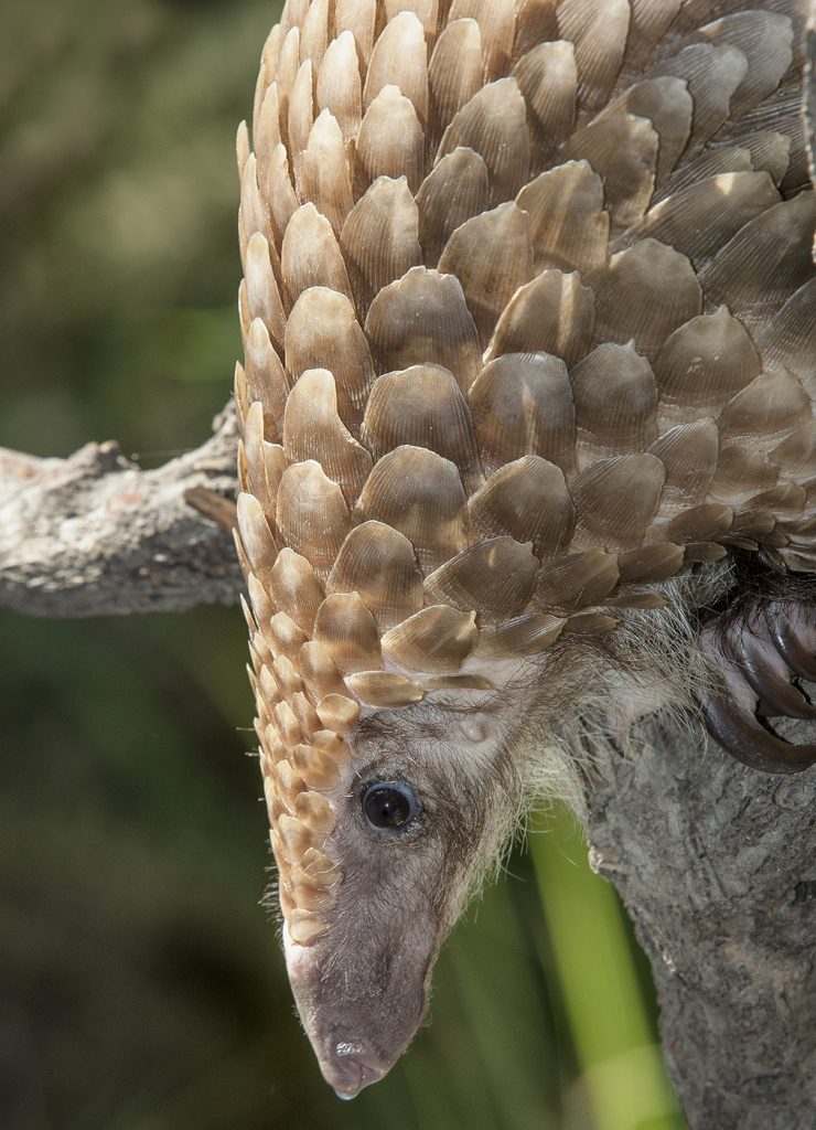TIPPING THE SCALES Heavily hunted for its scales and meat, pangolins are one of the most highly poached and trafficked species on the planet.