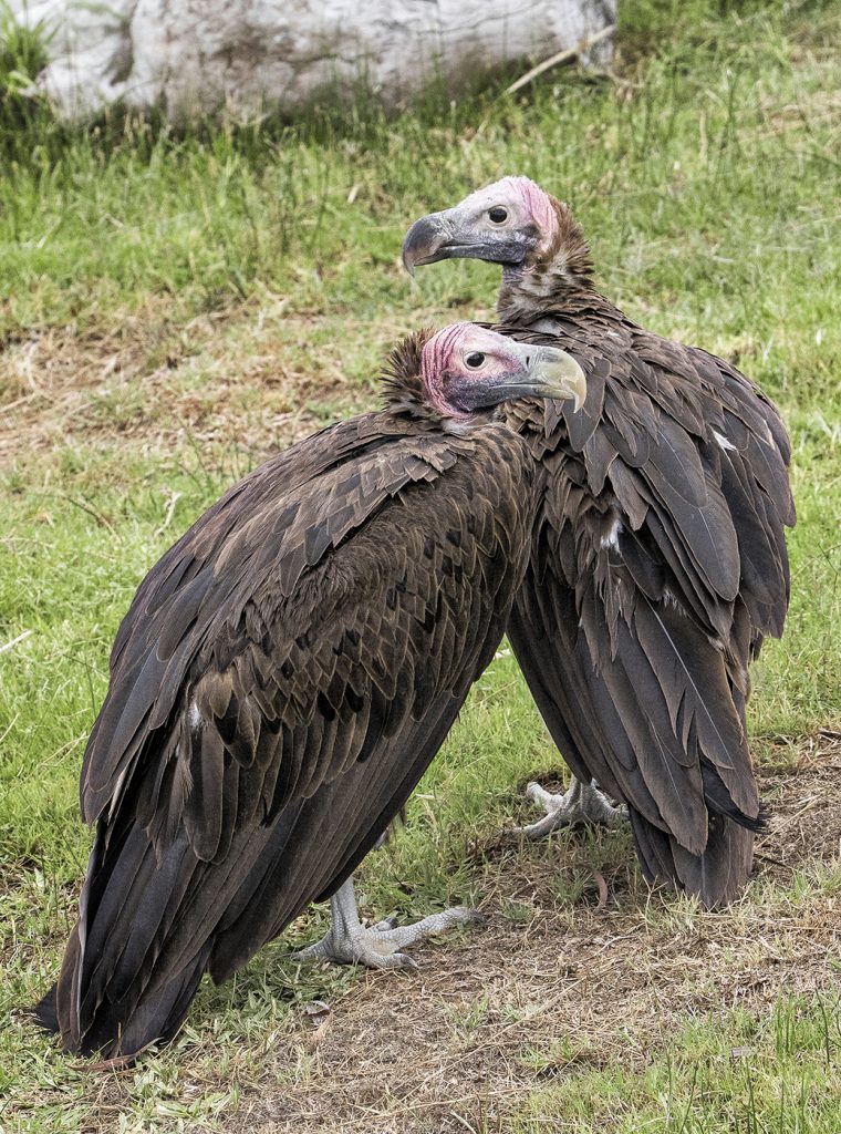 BIRD BFFS Lappett-faced vultures have the largest wingspan of any vulture in Africa. These social birds are listed as endangered.