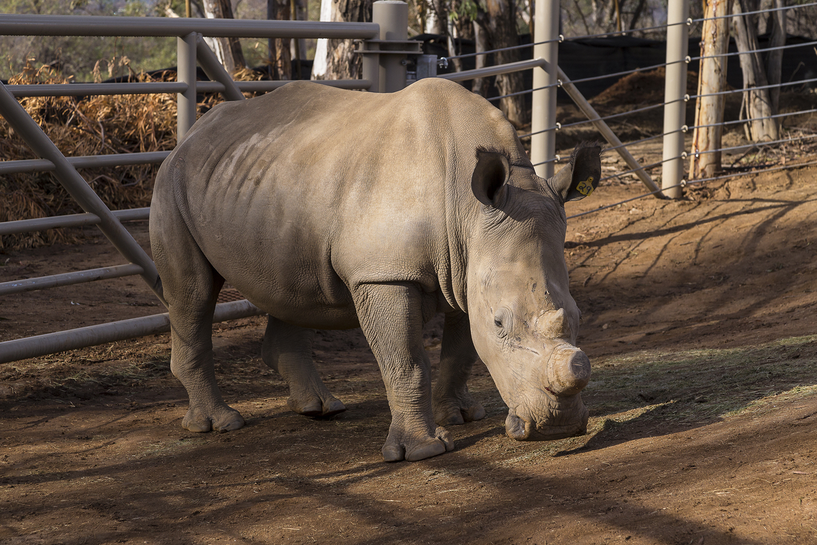 Rhino at San Diego Zoo Safari Park Under Medical Treatment for… – San Diego  Zoo Wildlife Alliance Stories