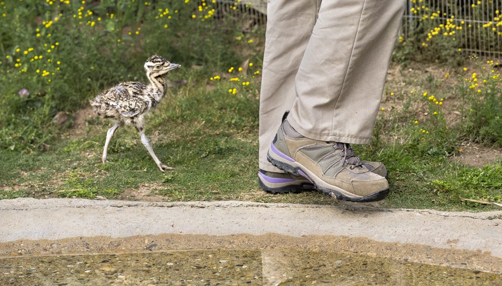 FOLLOW THE FEET Soon after chicks hatch from incubated eggs at the Safari Park, they go on walks with keepers—six times a day.