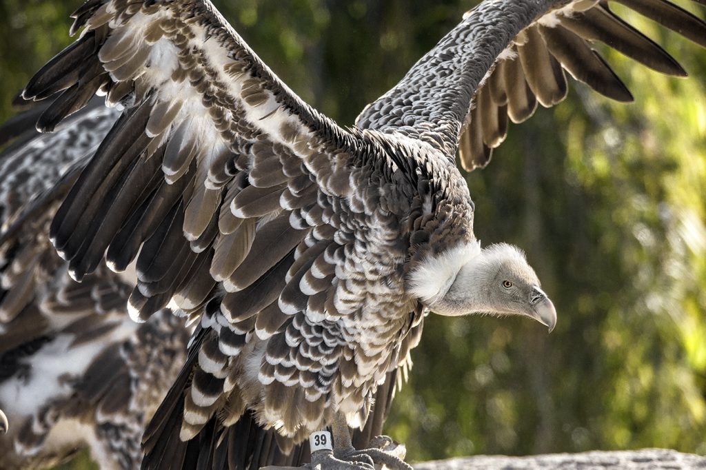 HEADER HERE Ruppell’s vultures are large-bodied birds that can weigh up to 20 pounds. The Ruppell’s vulture is the highest-flying bird ever recorded, reaching heights of 37,000 feet.