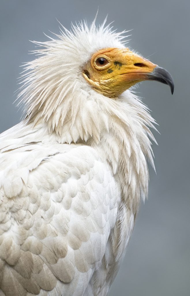 HEADER HERE Egyptian vulture from cover caption to go here