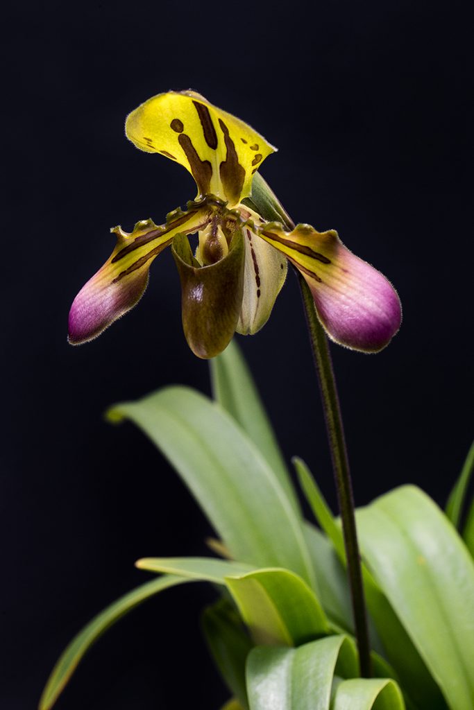 UNCOMMON BEAUTY This Paphiopedilum callosum orchid is one of the most confiscated plants at border crossings.