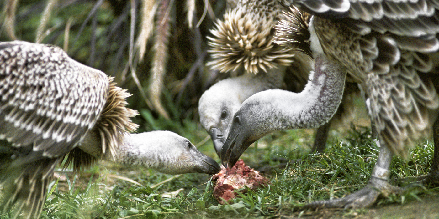 Endangered vultures hatch in captivity in India - The San Diego  Union-Tribune