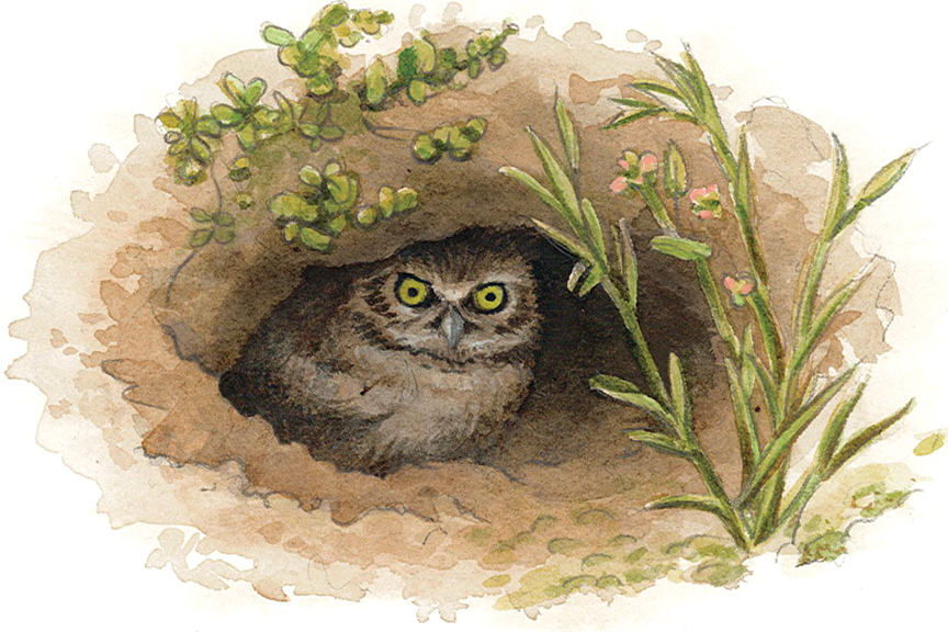 REUSERS In some places, burrowing owls dig their own burrows, but they more commonly settle into a burrow abandoned by a ground squirrel or other rodent, badger, skunk, armadillo, or tortoise. The female owl stays underground with her eggs and chicks, while the male hunts and feeds the family.