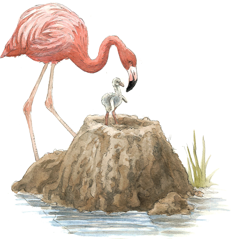 A flamingo’s single, chalky white egg hatches atop a pile of mud. Both male and female construct the tall nest, heaping and packing soft mud into a volcano-shaped mound. The high nest protects the precious egg from changes in water level.