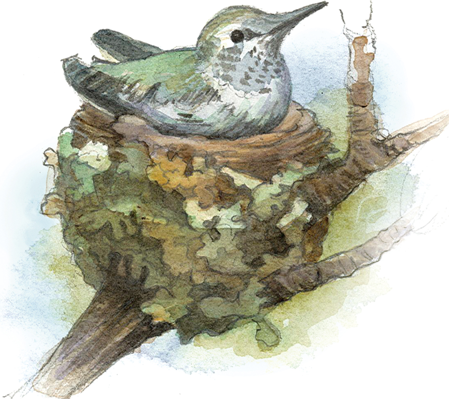 SOFT AND STRETCHY With spider webs, a female hummingbird binds together twigs, moss, soft plant fibers, and bits of leaves and lichens. The tiny, cup-shaped nest is soft and spongy, stretching and expanding as chicks grow.