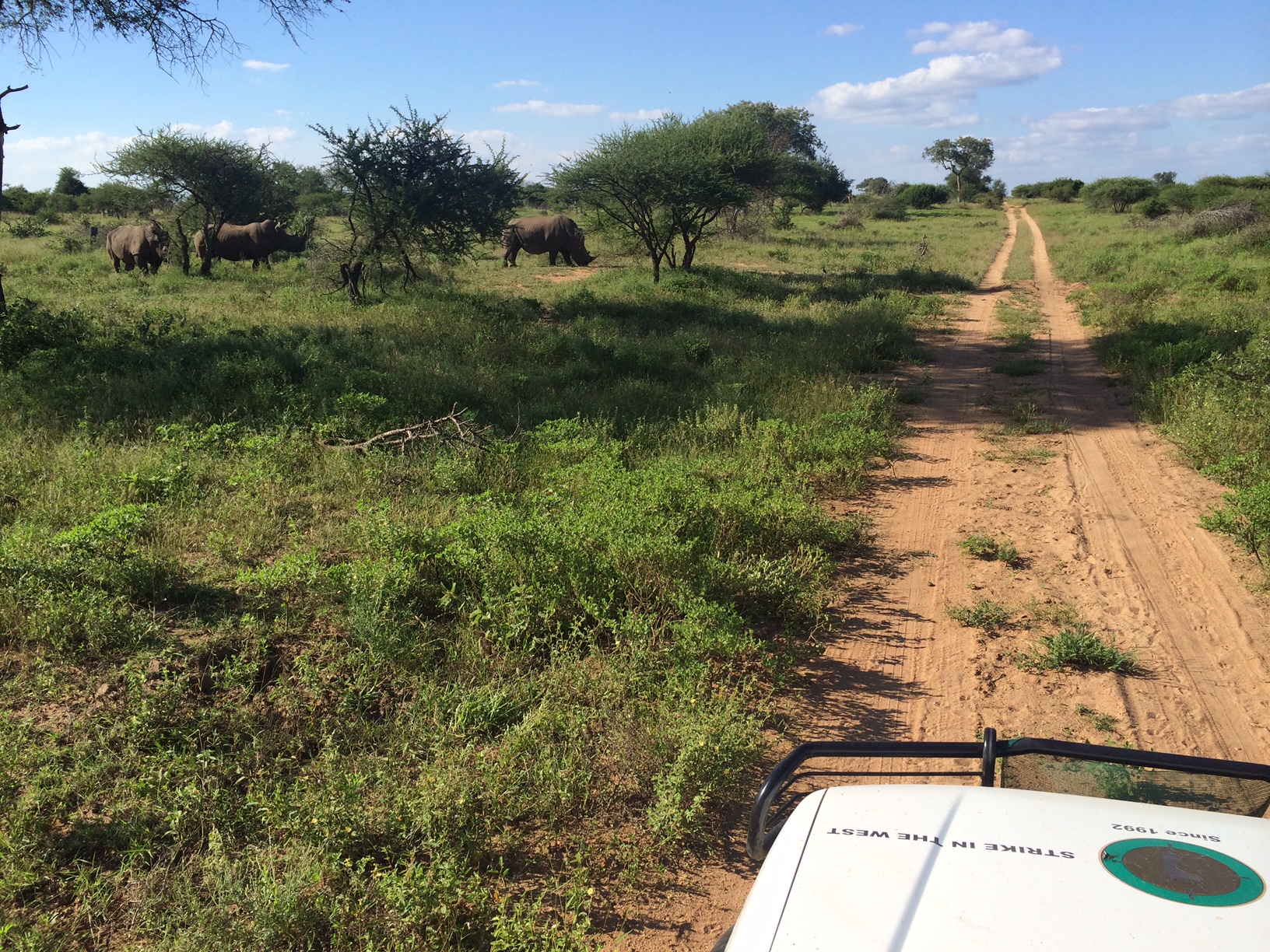 Checking up, while on patrol, on a group of rhinos who frequent a spot near a road.