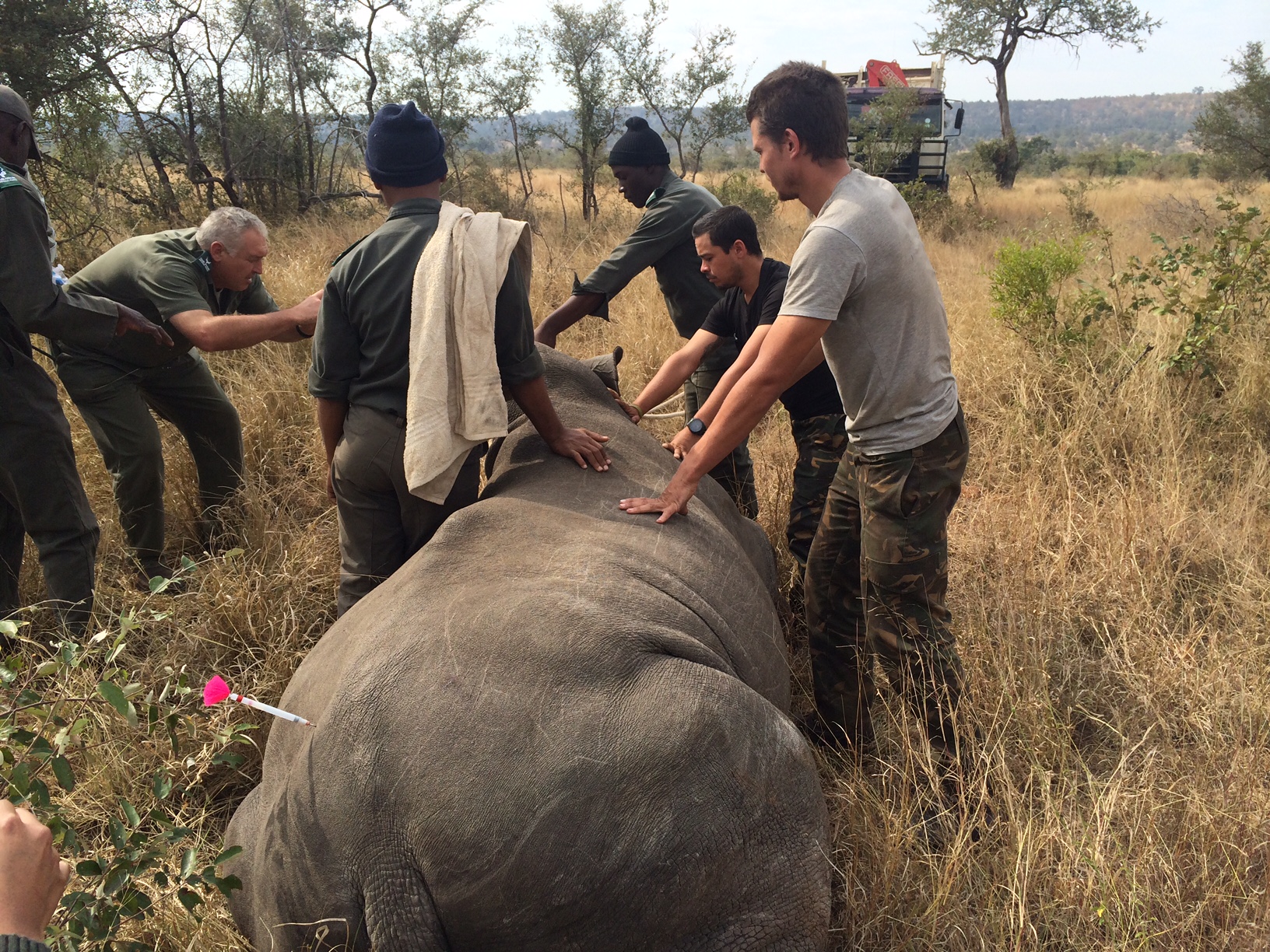 Relocating with SANPARKS veterinary crew a southern white rhino as part of a strategic plan to move them to a more defensible area within Kruger National Park