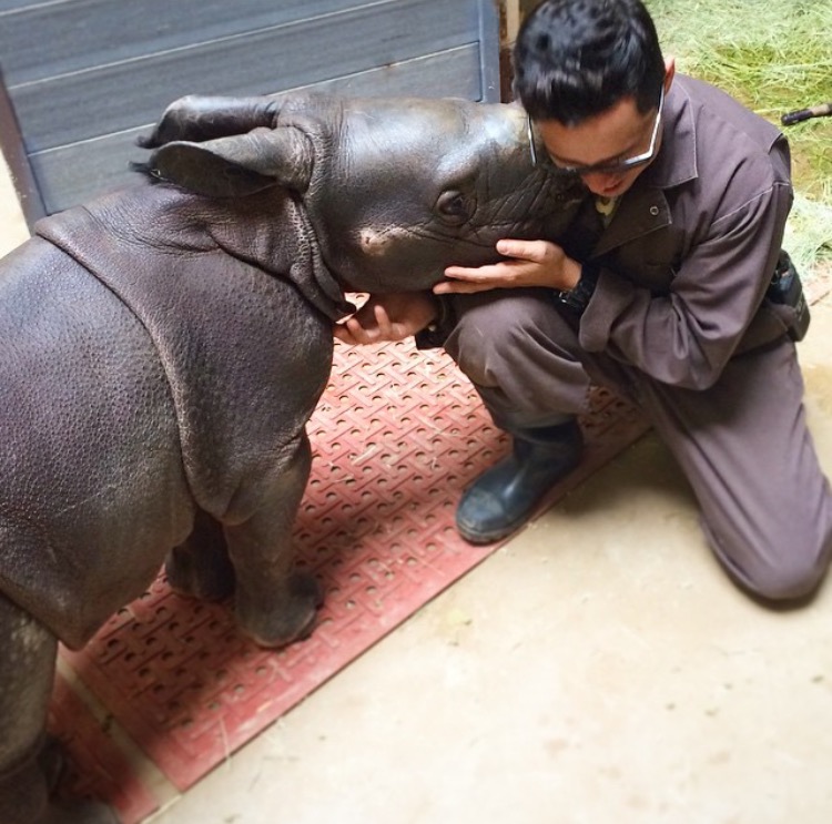 Mike sharing a moment with a hand-reared greater one-horned rhino calf at the San Diego Zoo Safari Park