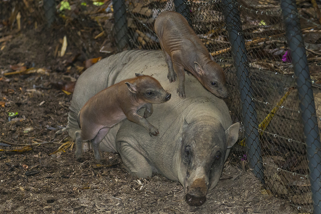 sulawesibabirusapiglets_002_web