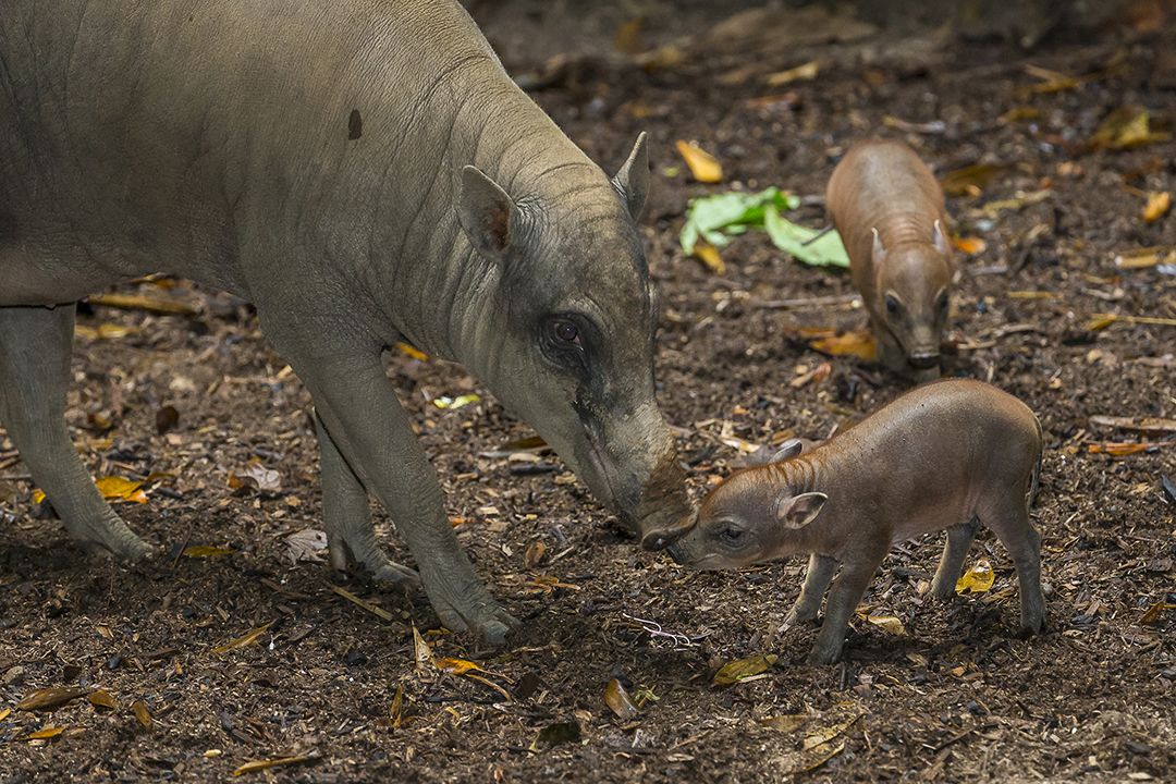First-ever Sulawesi Babirusa “Figlets” Born at the San Diego Zoo
